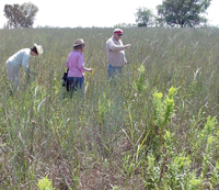 The Black Prairie was a grassland for at least the last 15,000 years and still would be today if the grazing, fire control, agriculture, and concrete had not all but spelled its doom. Landowners Bob and Micky Burleson (on right) have restored native grasses on their property. Researcher Marilyn Shoberg gatherers Little Bluestem for experimental work. Dense grasslands provided Clovis peoples with a ready source of building materials—thatched huts can be constructed in a matter of hours.