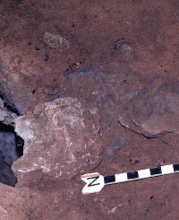 Image of a bone tools from Arenosa.