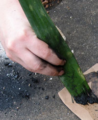 photo of yucca leaves, abundant on the desert, easily shredded to create a handy paint brush