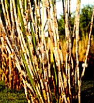 sugar cane