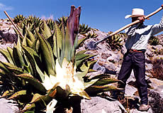 man tending agave fields