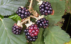 blackberries