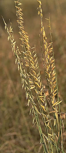 grasses