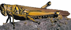 grasshopper