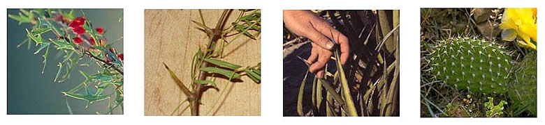 agarita berry, mequite tree, sotol plant, cactus