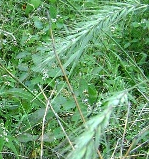 photo of Canadian wildrye grass