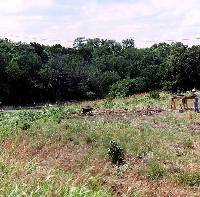 Photo of initial excavations underway on the north side of highway. In the background is a pool of water in Leon Creek.