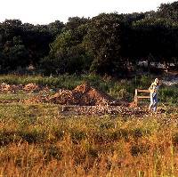 Photographic view early in the investigations of the western edge of the area that would become the main focus of excavation. Note dry bed of Leon Creek in background.