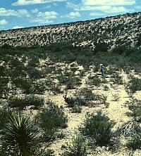 Greasewood flat. Creosote bush or greasewood, is typical of the Chihuahuan Desert. Photo from ANRA-NPS Archives at TARL.
