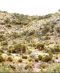 The towering flower stalks of the sotol plant are a common sight in the Lower Pecos. Sotol prefers thin rocky soils and steep terrain and often grows in great abundance in such areas. Prehistoric peoples harvested sotol hearts or "cabezas" (heads) in quantity and baked them in earth ovens. Photo by Phil Dering.