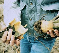 The edible parts of a baked lechugilla hear, like that of an artichoke, are the lower parts of the inner leaves and the base of the plant to which the leaves are attached. 