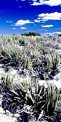 Lechugilla stand growing in rocky "soil." Photo by Phil Dering.