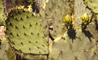 Prickly pear cactus was used for many purposes. The young pads (nopalitos) are edible with minimal cooking, as are the ripe fruits (tunas). The larger pads were used to line earth ovens to provide moisture and keep dirt off the baked goods. Large pads were also split open or hollowed out and used as containers. Photo by Phil Dering.