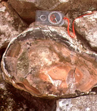 Photo of chert at Devil's Sinkhole site