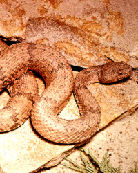 photo of snake