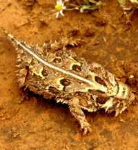 photo of horned lizard
