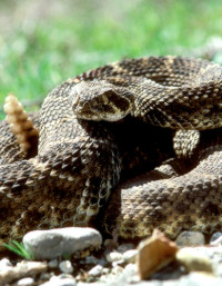 photo of snake