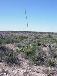photo of lechuguilla