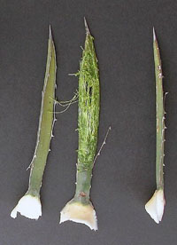 photo of lechuguilla