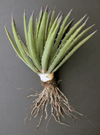 photo of lechuguilla 
