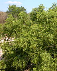 photo of little walnut tree