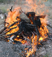 photo of Dering harvesting sotol