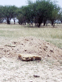 photo of charred sotol