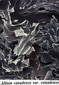 SEM image of onion
