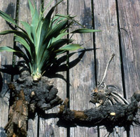 photo of yucca