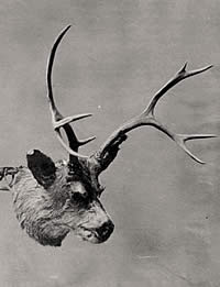 photo of deer mask