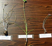 photo of onions