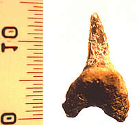 photo of shark's tooth fossil