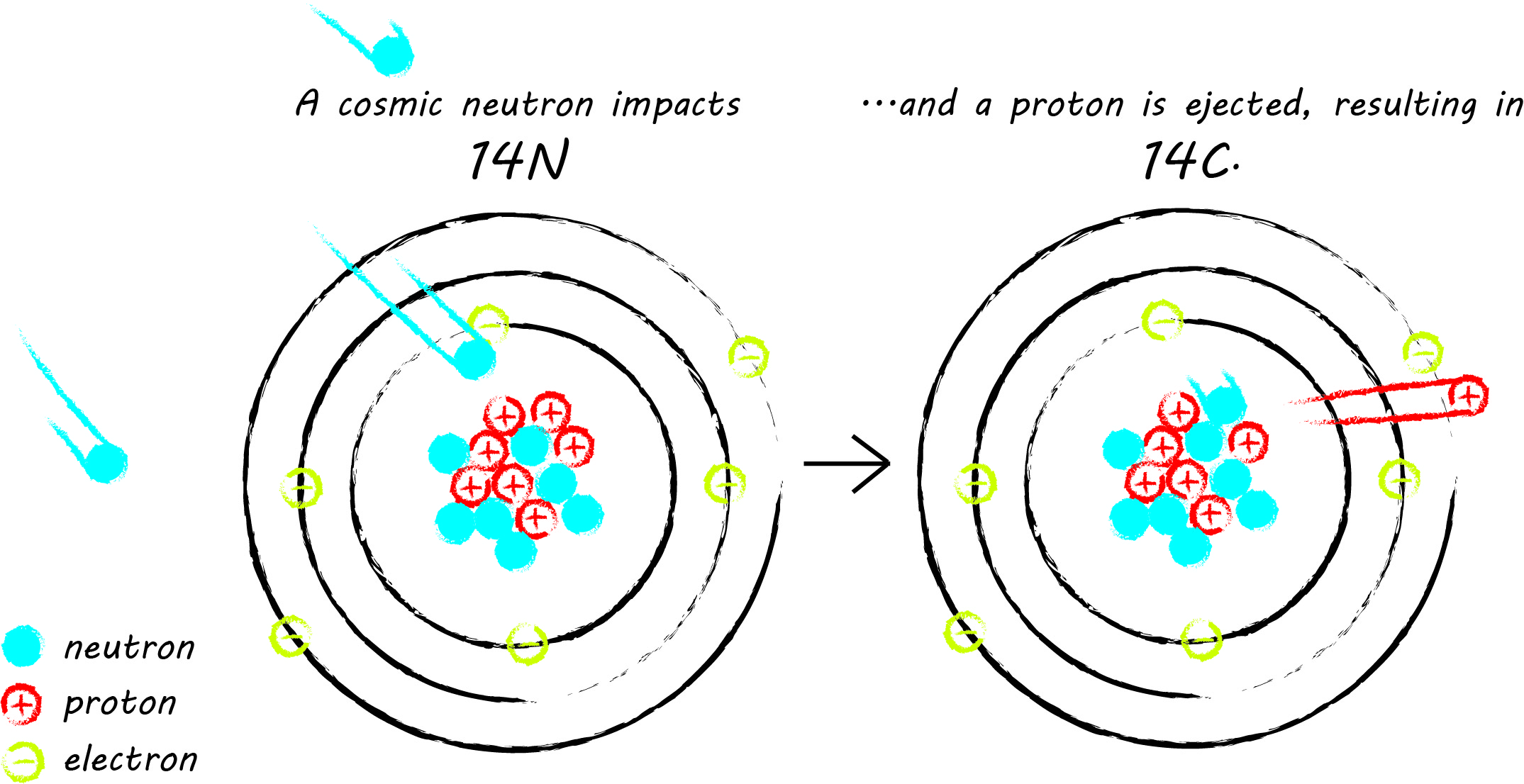 simple digital graphic of two isotopes on white background, showing the proccess by which 14N becomes 14C