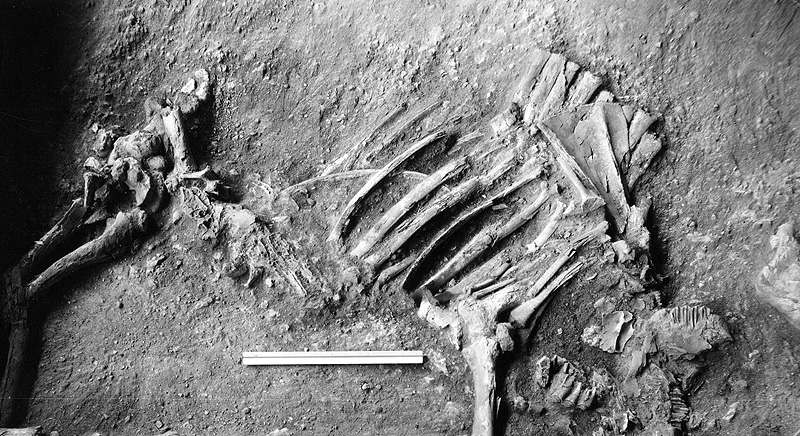 excavated bison bones