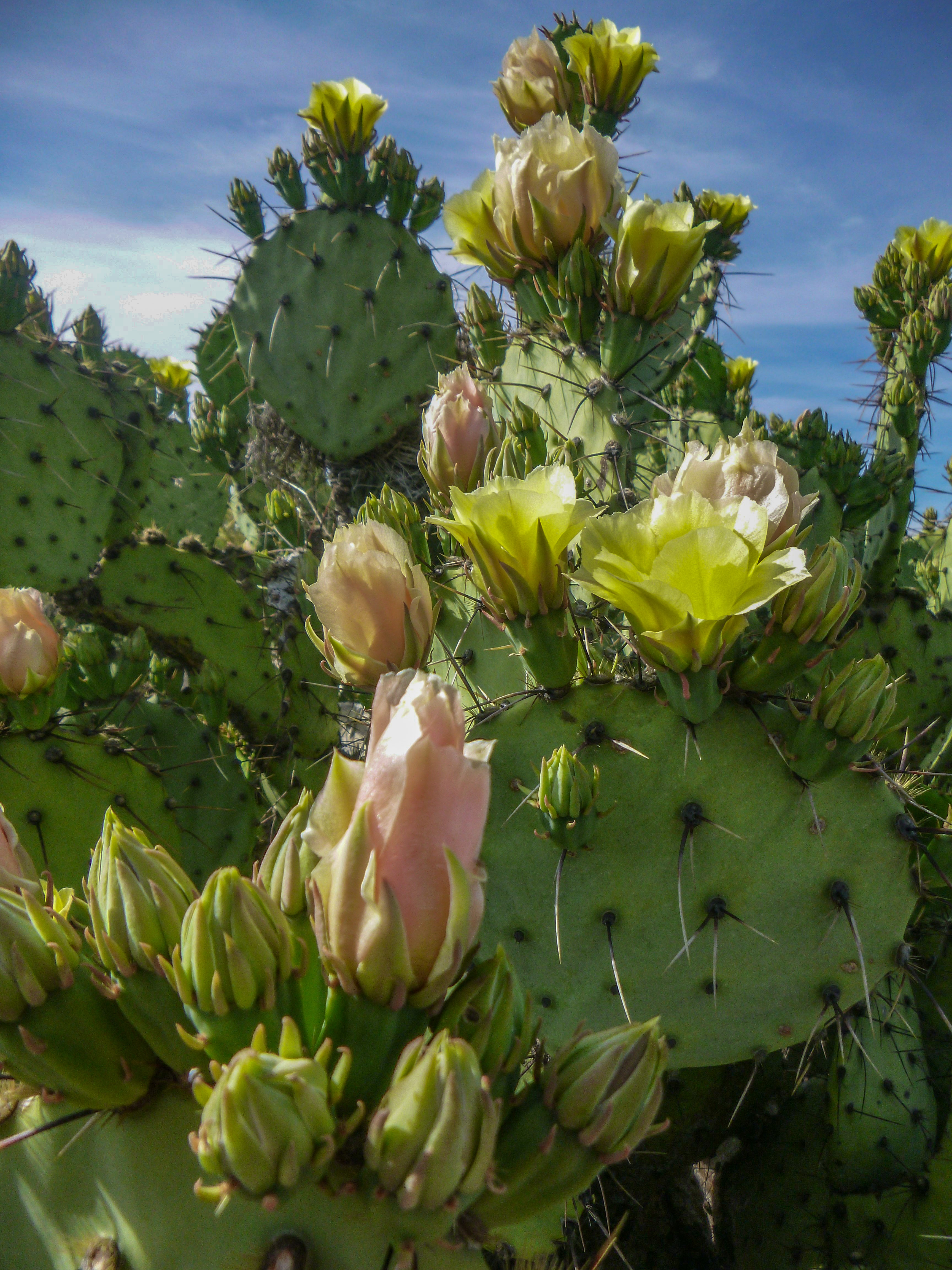 photo of prickly pear cactus in bloom