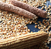 photo of the strips the corn kernels off the cob 
