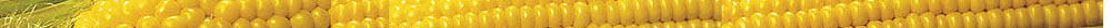 photo of corn kernels
