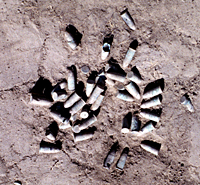 A cluster of unfired Spencer cartridges at the Battle of Sweetwater Creek site. Photo courtesy of the Texas Historical Commission.