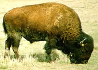 photo of buffalo