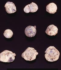 Musket balls found in the vicinity of the church at Mission San Sabá were Spaniards were surrounded by 2000 Wichita, Comanche, and Caddo warriors.