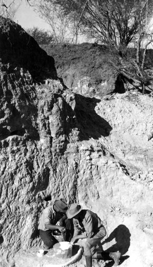 photo of creating a plaster jacket around a mammoth tooth