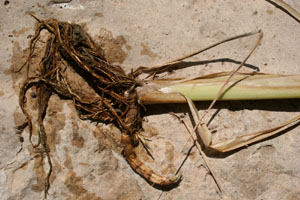 photo of cattail rhizomes