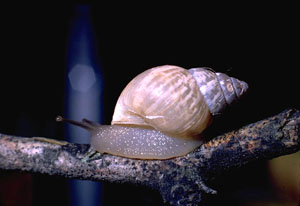 photo of a rabdotus snail