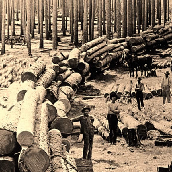 sepia photograph of a line of piles of logs in a forest, with people standing by