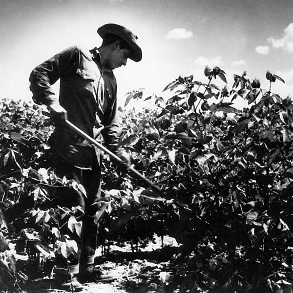 black and white photograph of a man working in a field