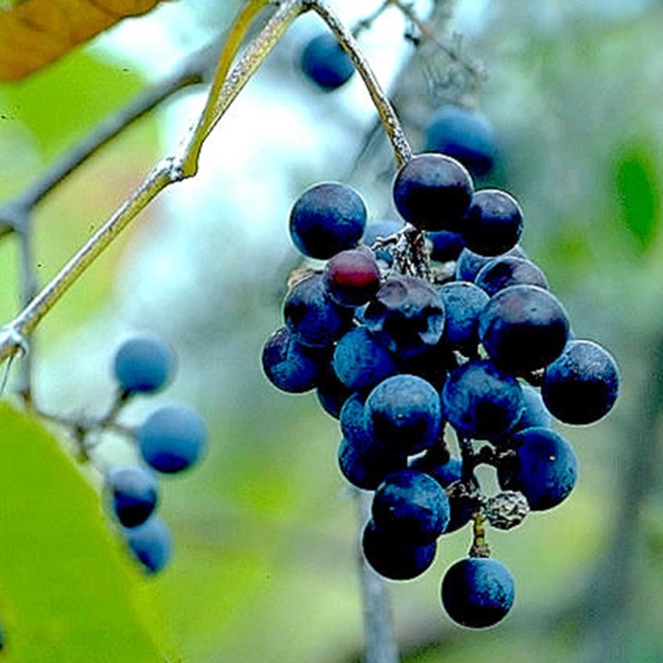 photographs of grapes
