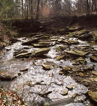 Auburn Creek