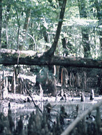 Cypress swamp