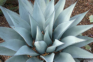 photo of agave
