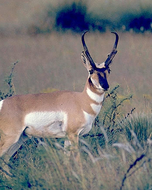 photo of a mule deer in the Davis Mountains